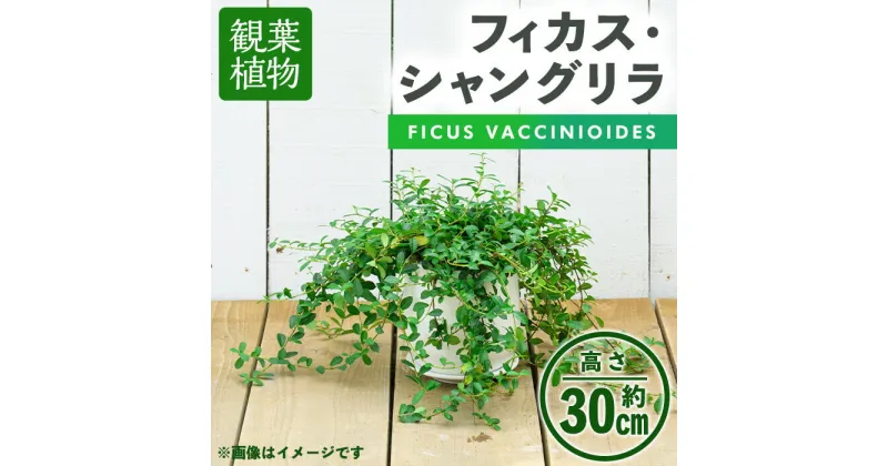 【ふるさと納税】＜観葉植物＞フィカス・シャングリラ(つる性ガジュマル)(高さ約30cm・巾約60cm、陶器鉢・受け皿付) 観葉植物 植物 インテリア 開店祝い 移転祝い おしゃれ 室内 ギフト プレゼント オフィス 陶器鉢 受け皿 つる性ガジュマル 個性【m24-02】【アイエヌエー】