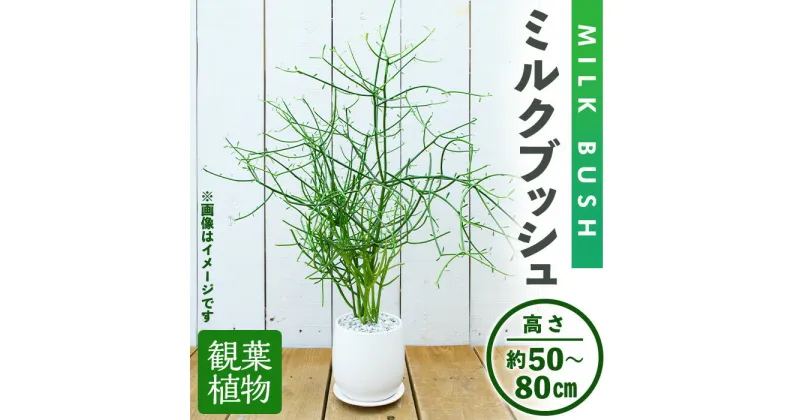 【ふるさと納税】＜観葉植物＞ミルクブッシュ(高さ約50～80cm、巾約40cm・陶器鉢・受け皿付) 観葉植物 植物 インテリア 開店祝い 移転祝い おしゃれ 室内 ギフト プレゼント オフィス 陶器鉢 受け皿 ミルクブッシュ 青珊瑚 個性【m24-03】【アイエヌエー】