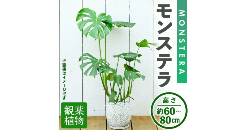 【ふるさと納税】＜観葉植物＞モンステラ(高さ約60～80cm・巾約40cm、陶器鉢・受け皿付) 観葉植物 植物 大型 インテリア 開店祝い 移転祝い おしゃれ 室内 ギフト プレゼント オフィス モンステラ 陶器鉢 受け皿 個性 【m24-04】【アイエヌエー】