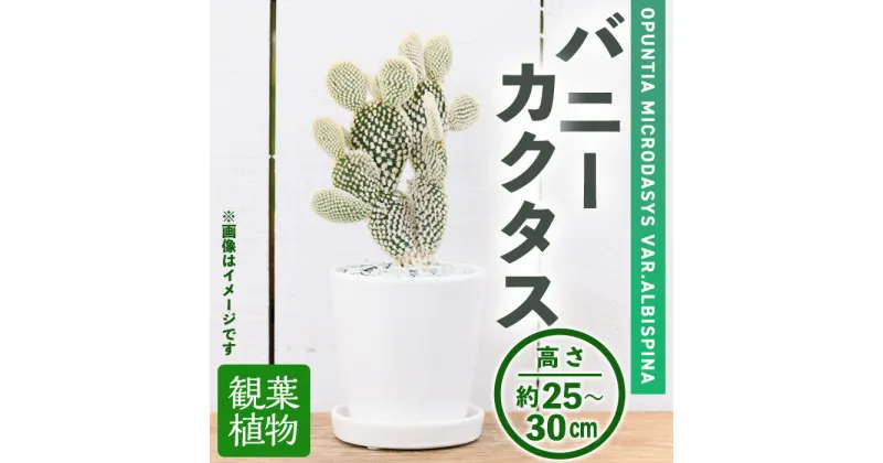 【ふるさと納税】＜観葉植物＞バニーカクタス(3.5号) (陶器鉢・受け皿付) 観葉植物 植物 インテリア 開店祝い 移転祝い おしゃれ 室内 ギフト プレゼント オフィス 陶器鉢 受け皿 玄関 小型 個性 【m24-05】【アイエヌエー】