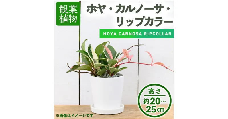 【ふるさと納税】＜観葉植物＞ホヤ・カルノーサ・リップカラー(3.5号) (陶器鉢・受け皿付) 観葉植物 植物 インテリア 開店祝い 移転祝い おしゃれ 室内 ギフト プレゼント オフィス 陶器鉢 受け皿 玄関 小型 個性【m24-06】【アイエヌエー】