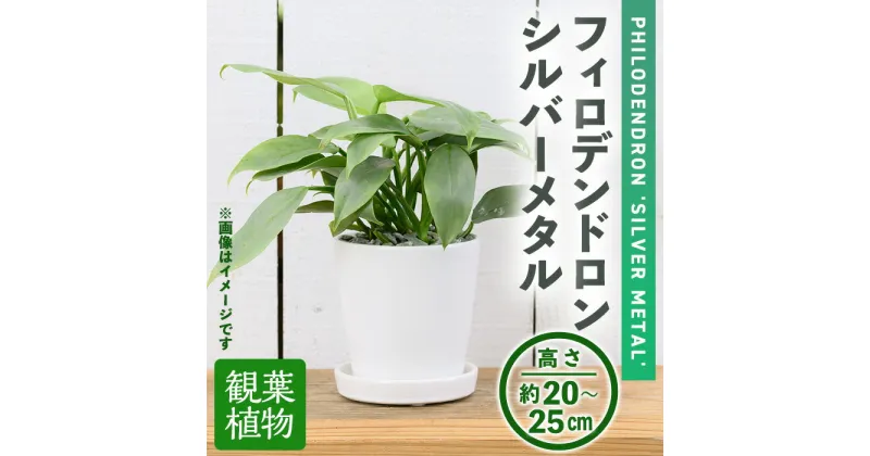 【ふるさと納税】＜観葉植物＞フィロデンドロン・シルバーメタル(3.5号) (陶器鉢・受け皿付) 観葉植物 植物 インテリア 開店祝い 移転祝い おしゃれ 室内 ギフト プレゼント オフィス 陶器鉢 受け皿 玄関 小型 個性【m24-07】【アイエヌエー】