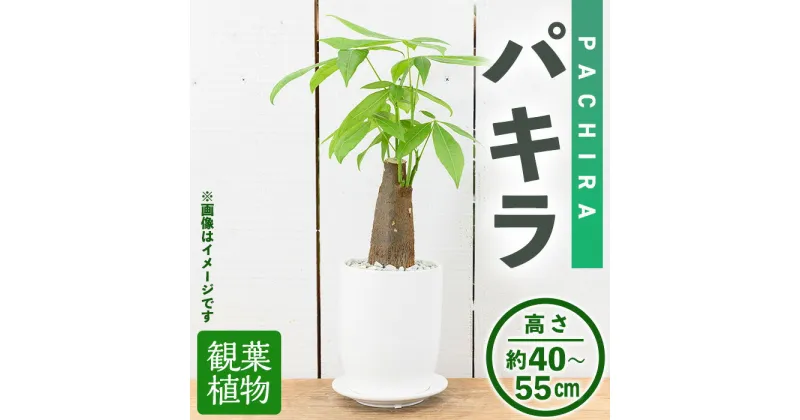 【ふるさと納税】＜観葉植物＞パキラ(4号) (陶器鉢・受け皿付) 観葉植物 植物 インテリア 開店祝い 移転祝い おしゃれ 室内 ギフト プレゼント オフィス 陶器鉢 受け皿 玄関 小型 個性 【m24-08】【アイエヌエー】