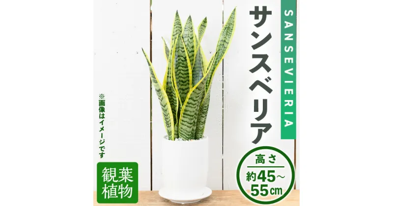 【ふるさと納税】＜観葉植物＞サンスベリア(4号) (陶器鉢・受け皿付) 観葉植物 植物 インテリア 開店祝い 移転祝い おしゃれ 室内 ギフト プレゼント オフィス 陶器鉢 受け皿 玄関 小型 個性 【m24-09】【アイエヌエー】