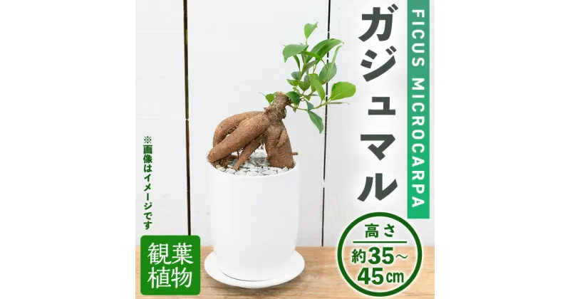 【ふるさと納税】＜観葉植物＞ガジュマル(4号) (陶器鉢・受け皿付) 観葉植物 植物 インテリア 開店祝い 移転祝い おしゃれ 室内 ギフト プレゼント オフィス 陶器鉢 受け皿 玄関 小型 個性【m24-10】【アイエヌエー】