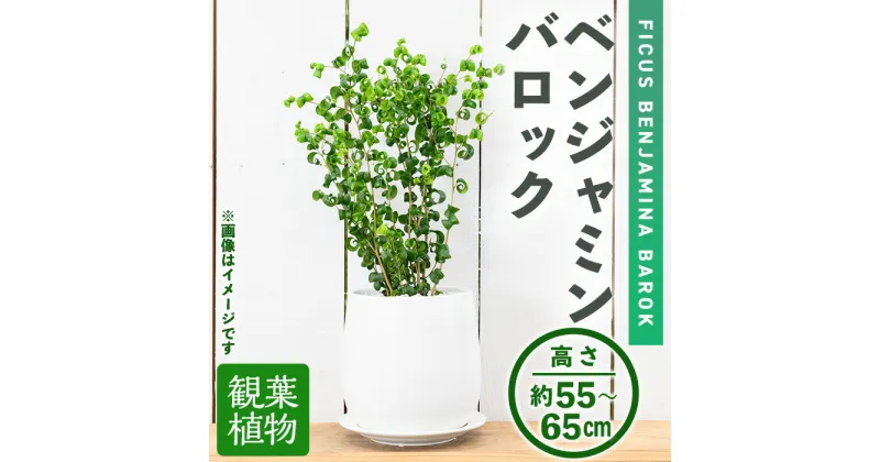 【ふるさと納税】＜観葉植物＞ベンジャミンバロック(6号) (陶器鉢・受け皿付) 観葉植物 植物 インテリア 開店祝い 移転祝い おしゃれ 室内 ギフト プレゼント オフィス 陶器鉢 受け皿 玄関 小型 個性【m24-11】【アイエヌエー】