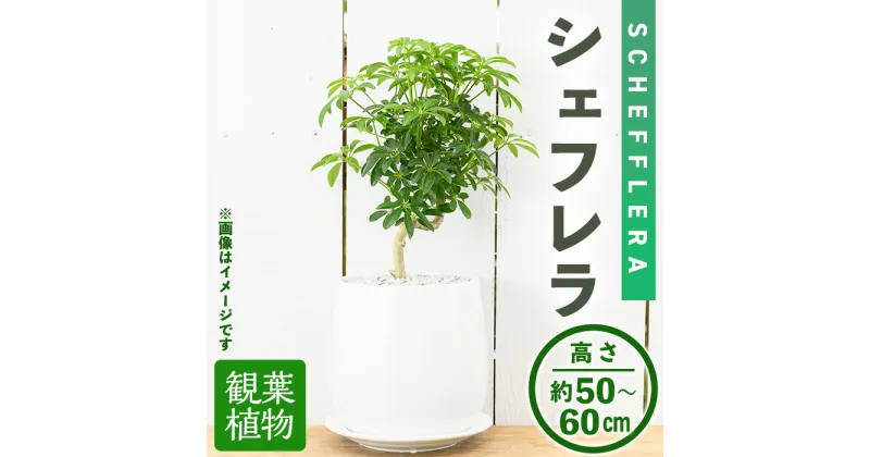 【ふるさと納税】＜観葉植物＞シェフレラ(6号) (陶器鉢・受け皿付) 観葉植物 植物 インテリア 開店祝い 移転祝い おしゃれ 室内 ギフト プレゼント オフィス 陶器鉢 受け皿 玄関 小型 個性【m24-12】【アイエヌエー】