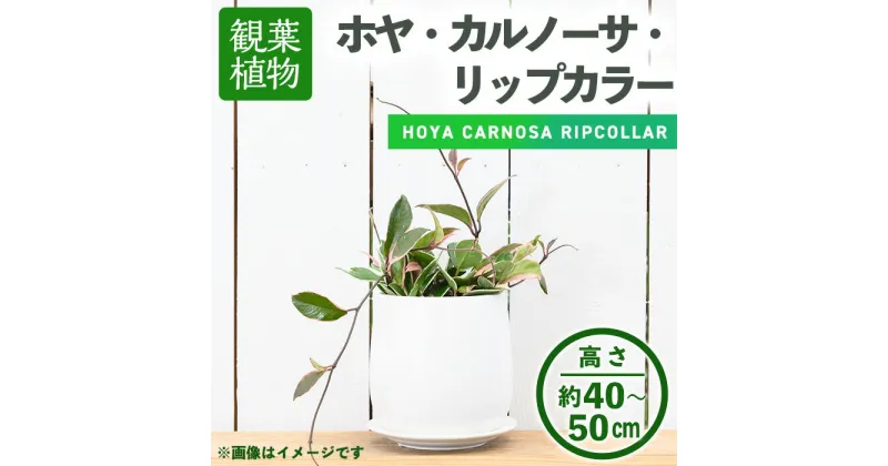 【ふるさと納税】＜観葉植物＞ホヤ・カルノーサ・リップカラー(6号) (陶器鉢・受け皿付) 観葉植物 植物 インテリア 開店祝い 移転祝い おしゃれ 室内 ギフト プレゼント オフィス 陶器鉢 受け皿 玄関 小型 個性【m24-13】【アイエヌエー】