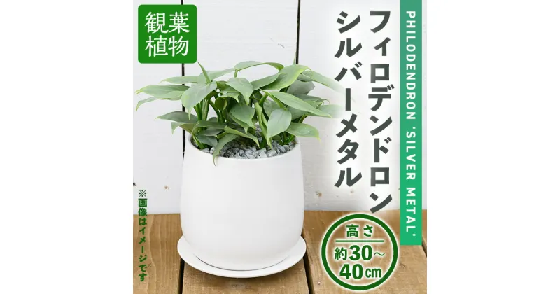 【ふるさと納税】＜観葉植物＞フィロデンドロン・シルバーメタル(6号) (陶器鉢・受け皿付) 観葉植物 植物 インテリア 開店祝い 移転祝い おしゃれ 室内 ギフト プレゼント オフィス 陶器鉢 受け皿 玄関 小型 個性【m24-14】【アイエヌエー】