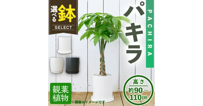 【ふるさと納税】＜観葉植物・選べる鉢＞パキラ(7号) (陶器鉢・受け皿付) 観葉植物 植物 インテリア 開店祝い 移転祝い おしゃれ 室内 ギフト プレゼント オフィス 陶器鉢 受け皿 玄関 小型 個性【m24-15】【アイエヌエー】