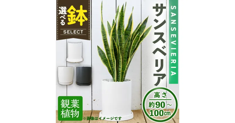 【ふるさと納税】＜観葉植物・選べる鉢＞サンスベリア(7号) (陶器鉢・受け皿付) 観葉植物 植物 インテリア 開店祝い 移転祝い おしゃれ 室内 ギフト プレゼント オフィス 陶器鉢 受け皿 玄関 小型個性【m24-16】【アイエヌエー】