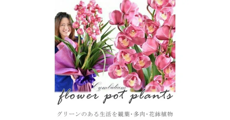 【ふるさと納税】　グリーンのある生活を観葉・多肉・花鉢植物（12か月）【グリーン ご自宅インテリア　会社の受付　毎月届く　心が元気　豊かな毎日　お手入れ説明書付き　アジサイ 大阪府 門真市 】