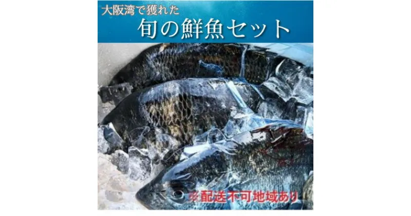 【ふるさと納税】【冷蔵】朝どれ大阪湾で獲れた旬の鮮魚セット　約4kg【配送不可地域：離島・北海道・沖縄県・東北・関東・九州】【1492492】