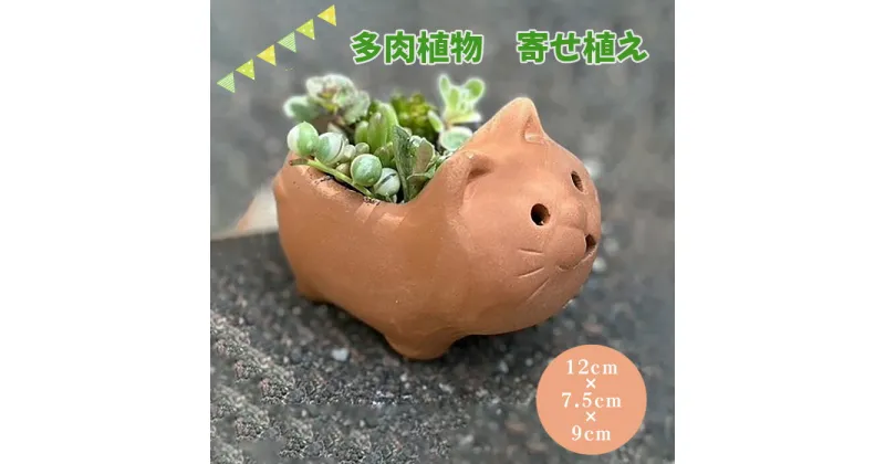 【ふるさと納税】No.273 埴輪寄せ植え ／ 多肉植物 庭 はにわ テラコッタ 送料無料 大阪府