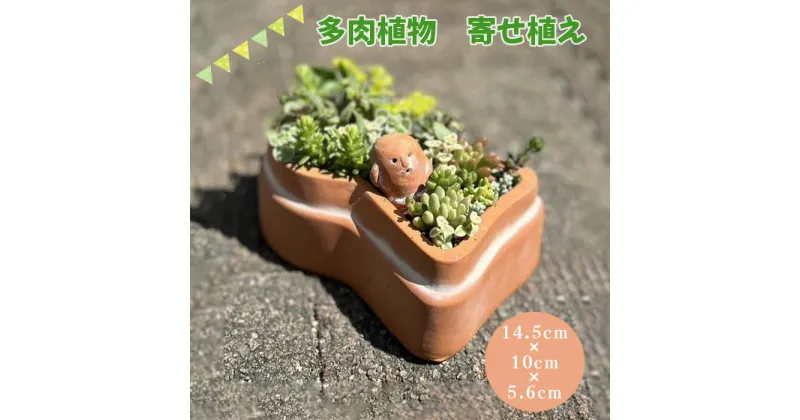 【ふるさと納税】No.275 前方後円墳の多肉植物寄せ植え ／ 古墳 テラコッタ 埴輪 はにわ 庭 送料無料 大阪府