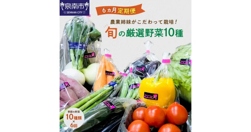 【ふるさと納税】農業姉妹がこだわって栽培！ 旬の厳選野菜10種 半年定期便 定期便 野菜 旬 季節 詰め合わせ セット