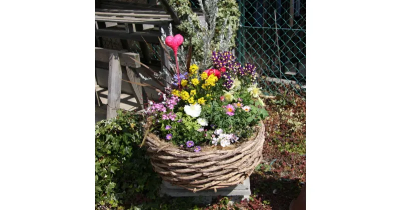 【ふるさと納税】季節の花の寄せ植え 38cm