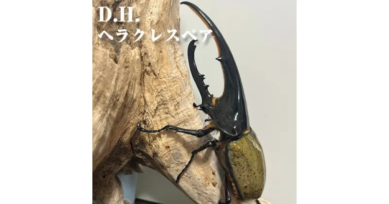 【ふるさと納税】No.229 D.H.ヘラクレスペア【♂：130mm台/♀：フリーサイズ】 ／ オオカブト カブトムシ 2匹 昆虫 オス メス 送料無料 大阪府