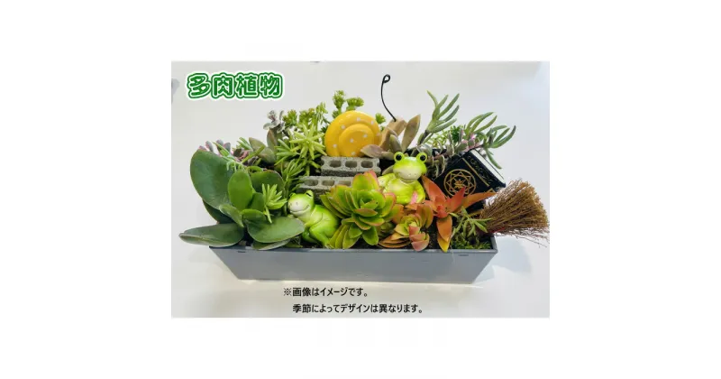 【ふるさと納税】No.265 多肉植物 ／ 簡単 屋外 屋内 水やり 送料無料 大阪府