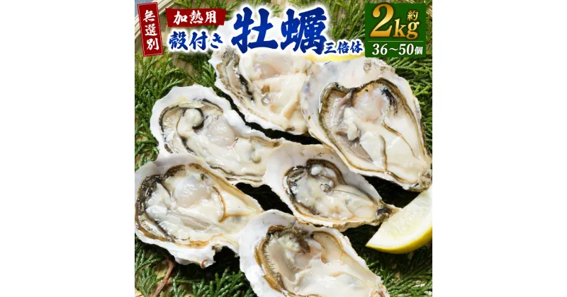 【ふるさと納税】 【無選別】加熱用 殻付き牡蠣 約2kg （36～50個） 三倍体 ｜牡蠣 かき カキ 殻付き 加熱用 調理用 焼き牡蠣 蒸し牡蠣 牡蠣鍋 カキフライ 牡蠣の酒蒸し 魚介 海鮮 BBQ バーベキュー 国産 大阪府 阪南市 送料無料