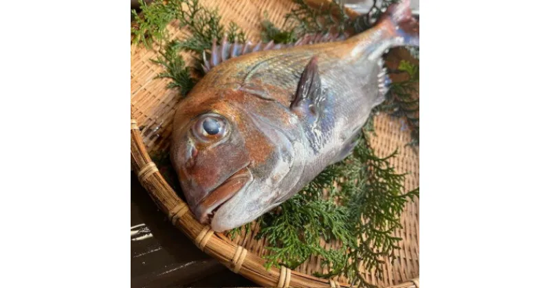 【ふるさと納税】【活け締め】紀淡海峡の恵み・泉州みさき旬の魚/天然真鯛1尾【配送不可地域：離島・北海道・沖縄県】【1495645】