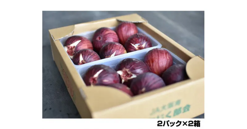 【ふるさと納税】No.141 朝採りいちじく　約2kg ／ 無花果 イチジク 果実 朝採れ 送料無料 大阪府