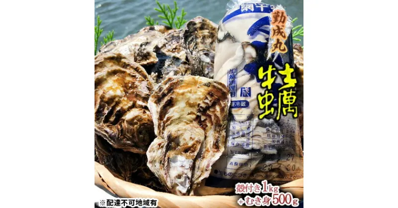 【ふるさと納税】勤成丸の牡蠣 殻付き牡蠣1.0kgとむき身500gのセット　 魚介類 魚貝類 生牡蠣 海の幸 海鮮 1年牡蠣 つまみ お酒のあて 一品料理 オイスター 　お届け：2025年1月中旬～2025年3月下旬