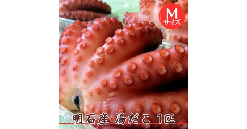 【ふるさと納税】明石産 湯だこ 1匹 Mサイズ[ 明石たこ ボイルたこ 蛸 ]　 魚貝類 海の幸 海鮮 身 甘い 弾力 食感 酢の物 天ぷら 明石焼 タコ焼き 食材 タコ飯 つまみ 肴 マリネ アヒージョ 国産 日本産