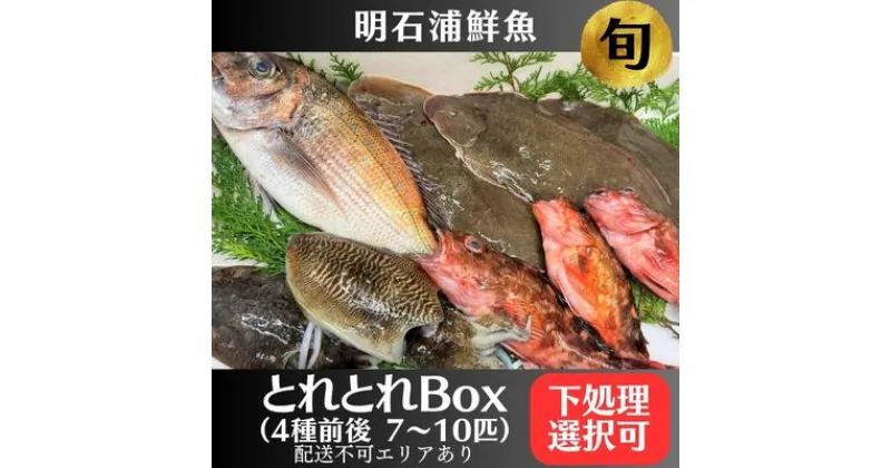 【ふるさと納税】とれとれBox（4種前後 7～10匹）下処理可[ 鮮魚 旬 詰合せ 簡単料理 ]　 魚介類 お魚 海鮮 海の幸 とれたて とれたての魚 新鮮 旬の魚 当日発送 季節の魚 魚料理 焼き魚 煮つけ お楽しみ