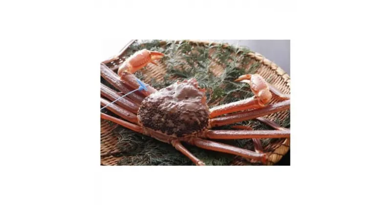 【ふるさと納税】【予約】 タグ付き 活松葉ガニ 約1kg / カニ 刺身 活 生 蟹 松葉がに 松葉蟹 松葉ガニ タグ 付き 蟹 かに 予約 かに刺し かにしゃぶ かにすき 焼きガニ